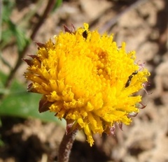 Chrysocoma hantamensis