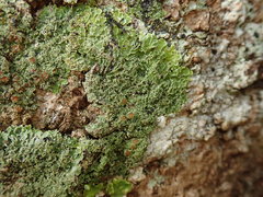 Pannaria pulverulacea