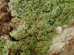 Pannaria pulverulacea