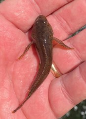 Cottus carolinae