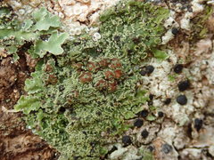 Pannaria pulverulacea