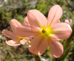 Moraea bifida