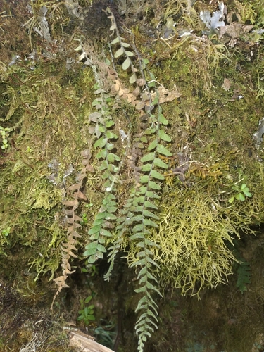 Alansmia laxa (Alansmia laxa)