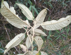 Solanum ochrophyllum