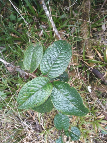 Symplocos quitensis (Symplocos quitensis)