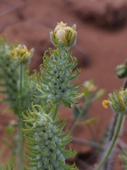 Ceratocephala