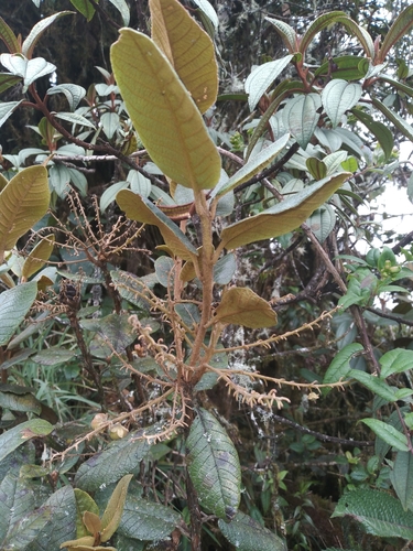 Clethra ferruginea (Clethra ferruginea)