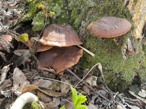 観察された菌類