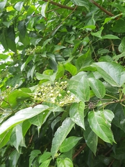 Premna