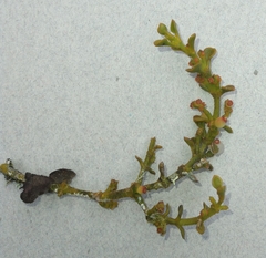 Dendrophthora pearcei