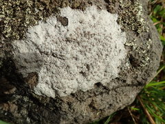Lecanora farinacea