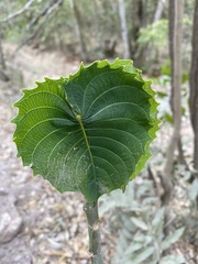 Hura polyandra