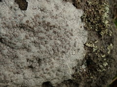 Lecanora farinacea