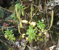 Peperomia silvarum