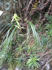 Gentianella chrysantha