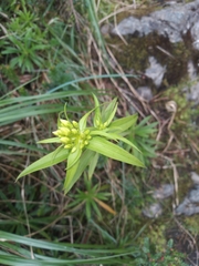 Gentianella chrysantha