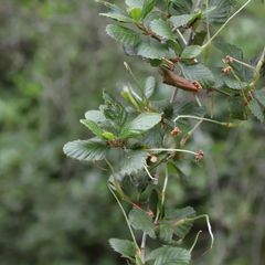Cercocarpus minutiflorus