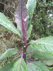 Dendrophorbium multinerve