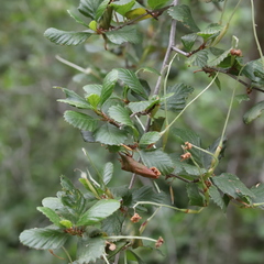 Cercocarpus minutiflorus