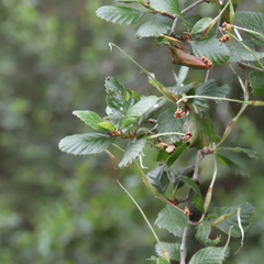 Cercocarpus minutiflorus