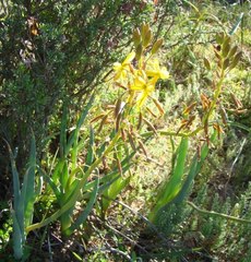 Bulbine succulenta