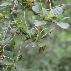 Cercocarpus minutiflorus