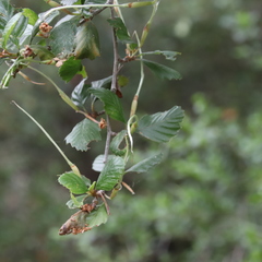 Cercocarpus minutiflorus