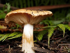 Cortinarius abnormis