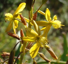Bulbine succulenta