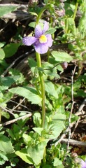 Nemesia leipoldtii