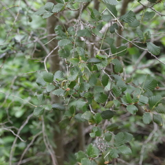 Cercocarpus minutiflorus