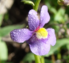 Nemesia leipoldtii
