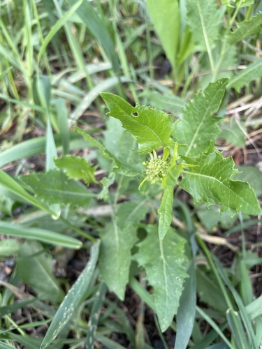 Sisymbrium volgense (Sisymbrium volgense)