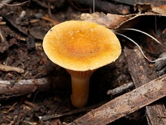 Austropaxillus muelleri