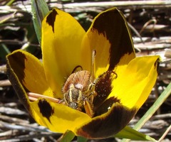 Clania glenlyonensis