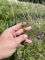 Rhynchospora recognita