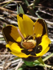 Clania glenlyonensis