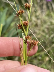 Rhynchospora recognita