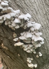 Schizophyllum commune