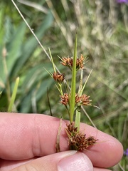 Rhynchospora recognita