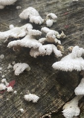 Schizophyllum commune