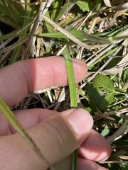 Rhynchospora recognita