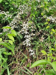 Congea tomentosa