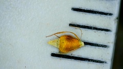 Rhynchospora recognita