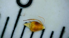 Rhynchospora recognita