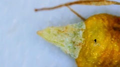 Rhynchospora recognita