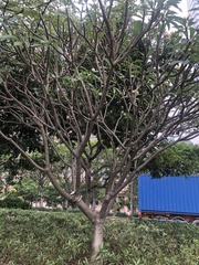 Plumeria acuminata