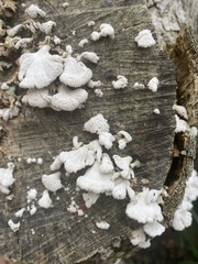 Schizophyllum commune