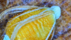 Rhynchospora recognita