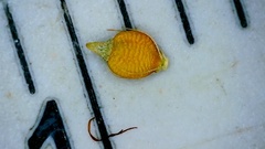 Rhynchospora recognita